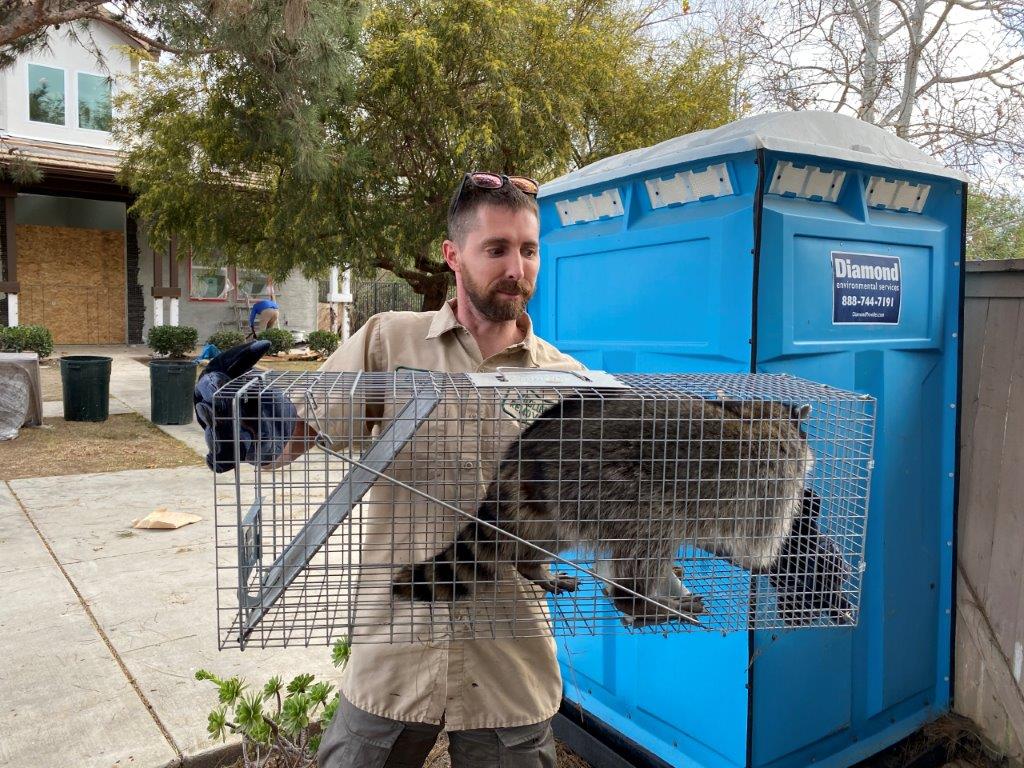 Charleston raccoon trapping